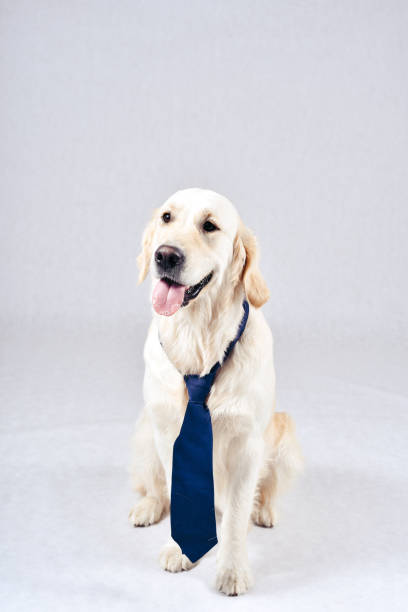 istock Thoroughbred well-groomed Dog 887670662