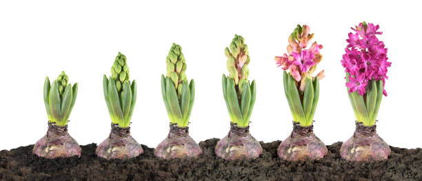 istock Hyacinth growth stage isolated on white background 887677388