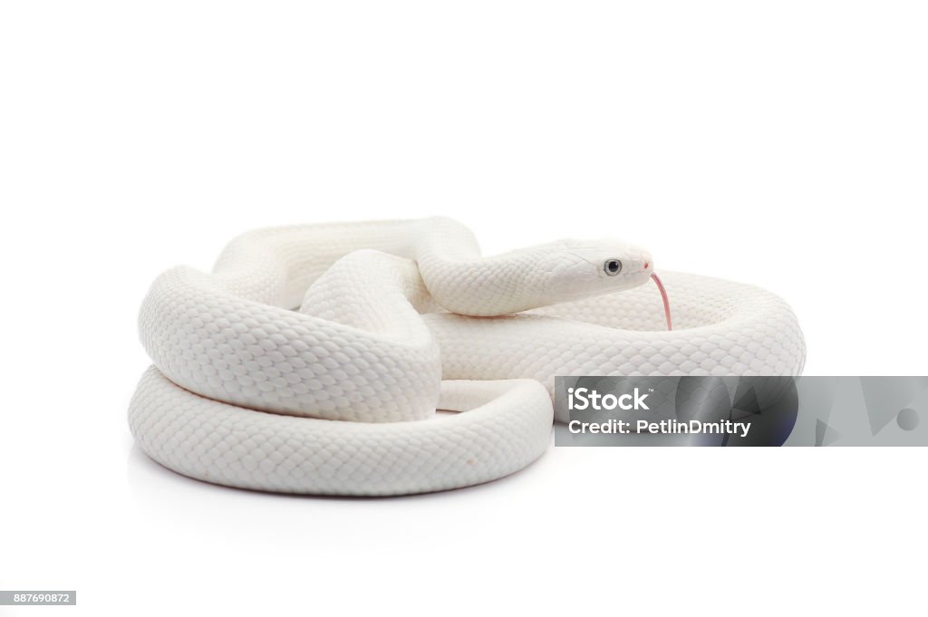 White Rat Snake Isolated On White Background Stock Photo - Download Image  Now - Snake, White Color, Snakeskin - iStock