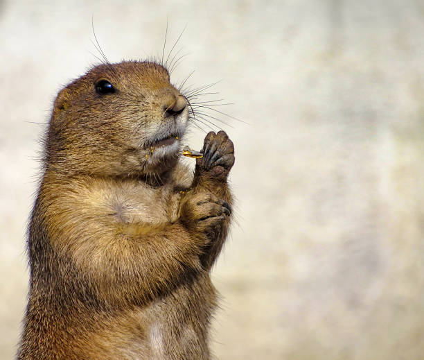 istock Prairie Dog (Genus Cynomys) Eating Near its Nest 887705140