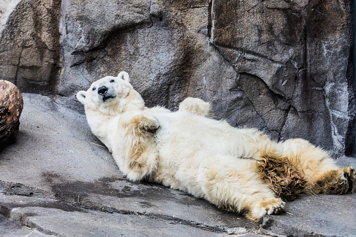 Polar Bear laying down for a quick nap