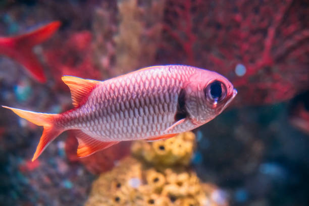 Pinecone Soldierfish Fish Myripristis Murdjan With Big Eyes Swimming In Water Pinecone Soldierfish Fish Myripristis Murdjan With Big Eyes Swimming In Water. abudefduf vaigiensis stock pictures, royalty-free photos & images