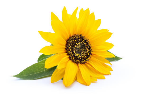 istock Sunflower with leaves isolated on white background 887719214