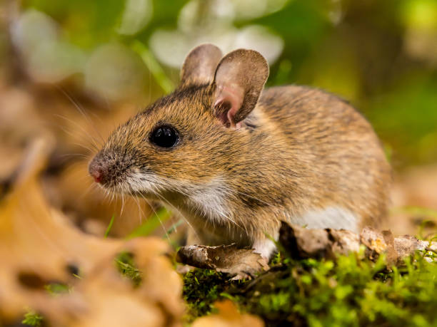 istock yellow necked mouse in habitat 887731776