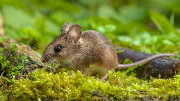 Mouse de madeira bonito andando no chão da floresta - foto de acervo
