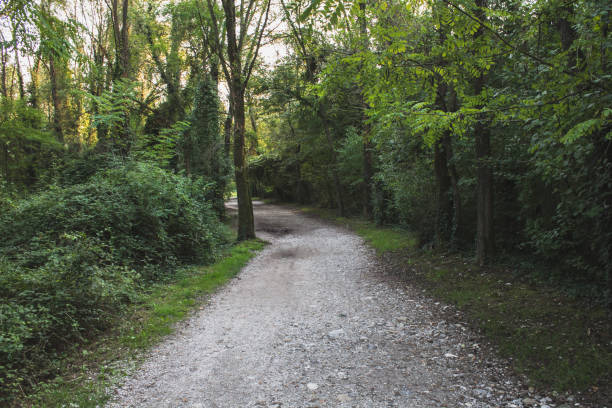 istock Path in a park with leaves and trees 887749054