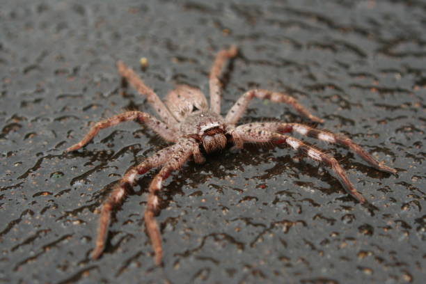 istock Huntsman Spider in the wet 887750648