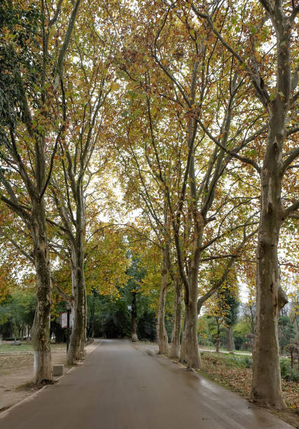 istock Ginko leaves on the tree along the road. 887754288