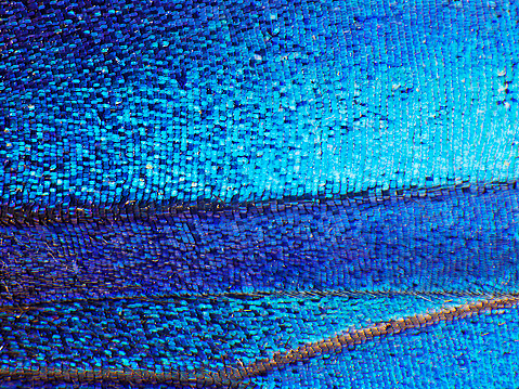 A bright blue opalescent fragment of a wing of the blue morpho butterfly, Morpho peleides. Cells, veins and scales of a butterfly wing are perfectly seen on the high magnification image.