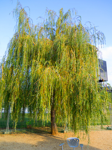Willow tree in a park outside