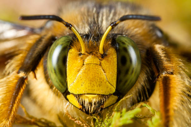 istock High magnification bumblebee face portrait - compound eyes 887781582