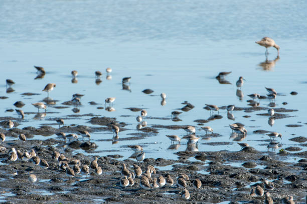 istock Shore Birds Foraging at Elkhorn Slough 887787166