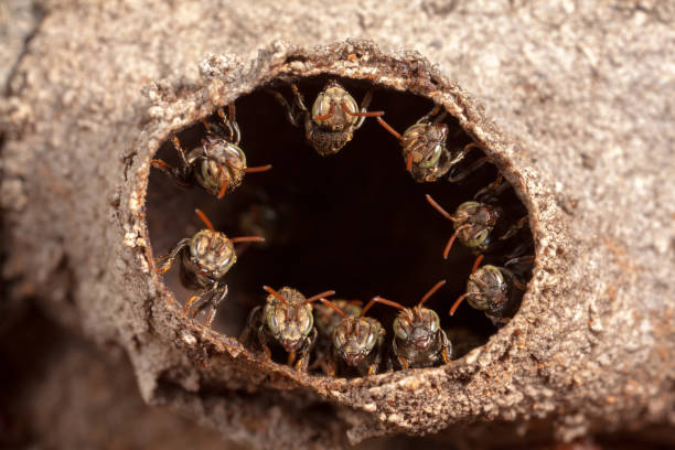 ира наноторигона testaceicornis гнездо колонии - скупые пчелы - stingless стоковые фото и изображения