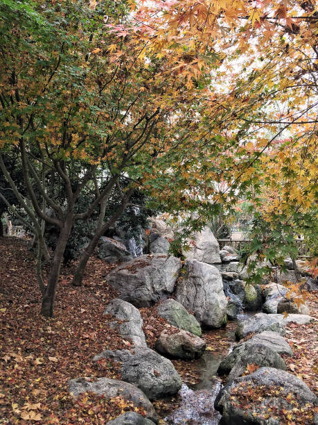 istock trees in a park during autumn 887792118
