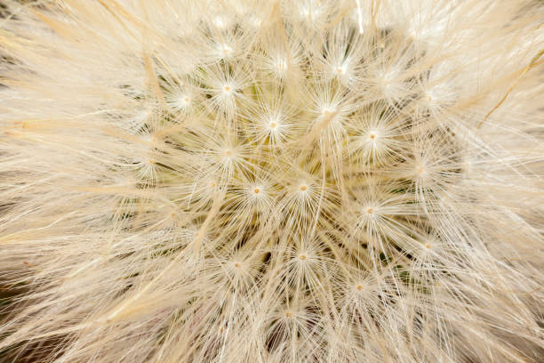 istock Dandelion seed head details -  Taraxacum officinale 887798514