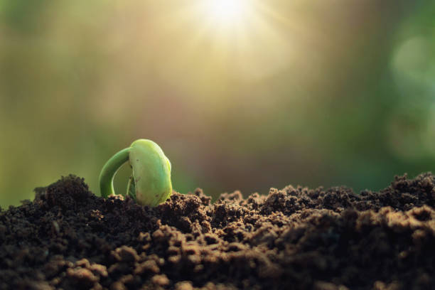 istock green sprout growing plant with sunlight 887798746