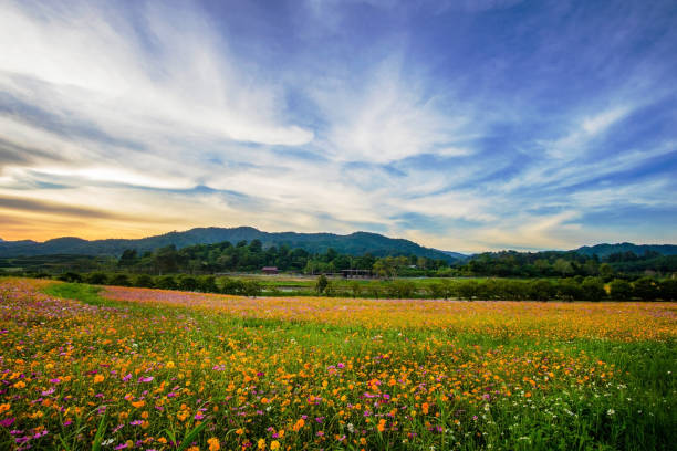 istock beautiful landscape image with cosmos flower field at sunset. 887807270
