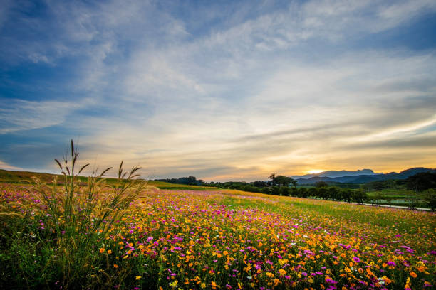 istock beautiful landscape image with cosmos flower field at sunset. 887807276