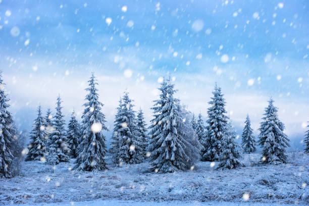 istock Christmas background with snowy fir trees 887807516