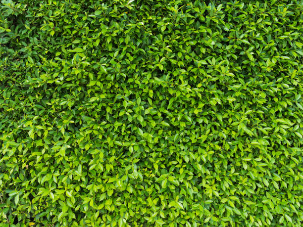 istock green leaves natural wall. 887807804