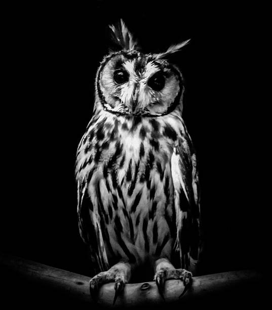 istock Striped Owl (Pseudoscops clamator) Isolated on a Black Background, in Black and White 887812180