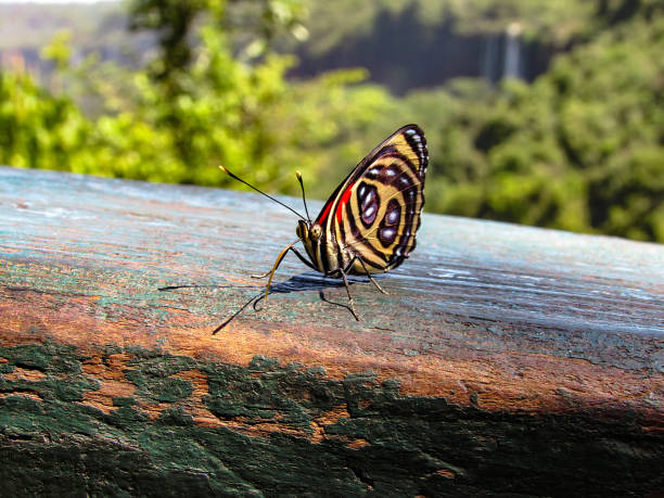 Many Painted Jezebel butterflies hatching out of their chrysalis form, in a tightly packed group, attached to the underside of palm leaf fronds which helped provide them protection. This stunning butterfly is found in Thailand and throughout Southeast and South Asia.