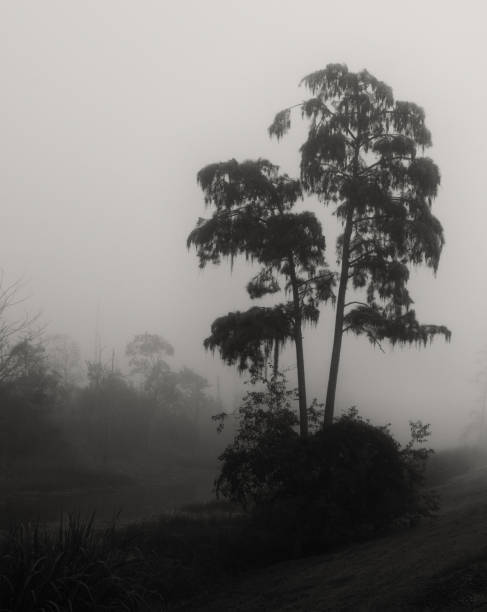 Photo of On a foggy morning at Guste Island, cypress trees silhouetted against an obscure sky