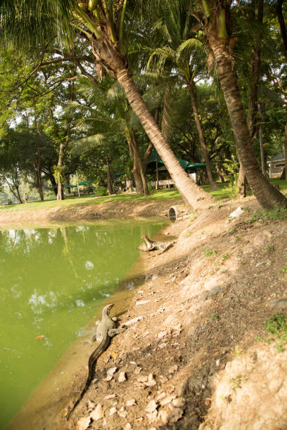 istock A water monitor on a tropical jungle beach 887830498