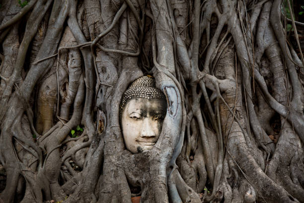 kopf, eingehüllt in reben in ayutthaya - angkor wat buddhism cambodia tourism stock-fotos und bilder