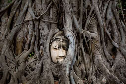 Head enveloped in vines at Ayutthaya