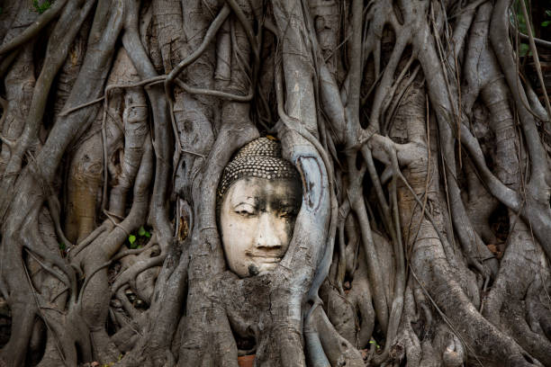 Head enveloped in vines at Ayutthaya A head of a buddha statue being overrun by vines and roots of a tree. ayuthaya photos stock pictures, royalty-free photos & images