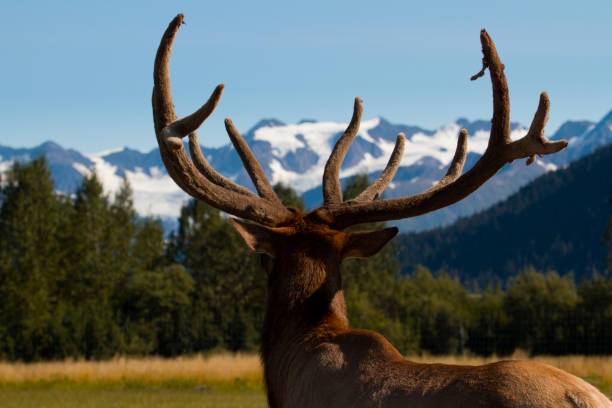 istock Back of elk head looking off into distant mountains 887833350