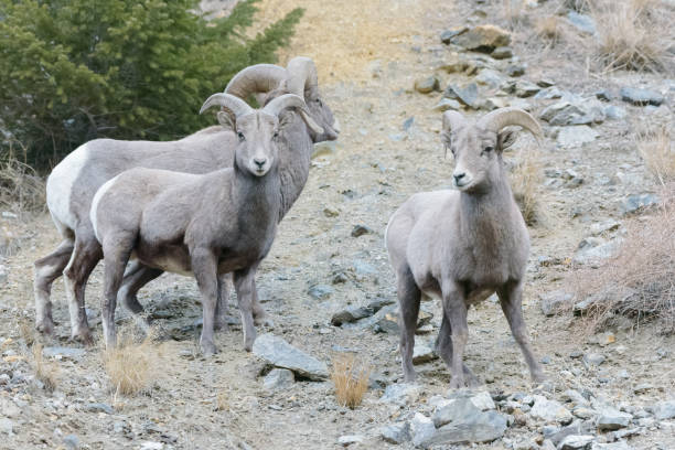 istock Colorado Rocky Mountain Bighorn Sheep 887835544