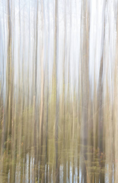 A cypress bog at Bogue Chitto State Park is the inspiration for an abstract blurred background or texture