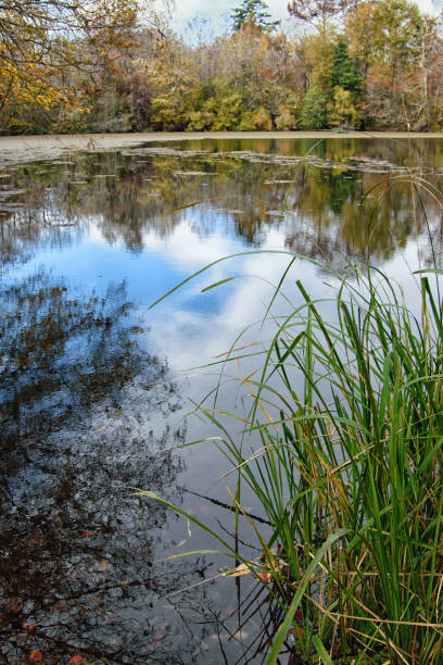 istock Colorful fall leaves around a pond at Bogue Chitto State Park 887838182