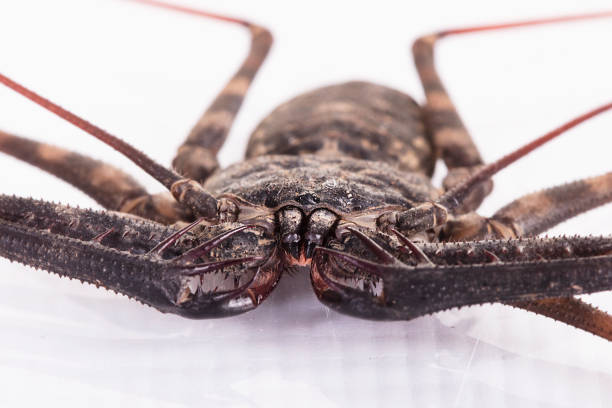 istock Tailless whip scorpions 887838274