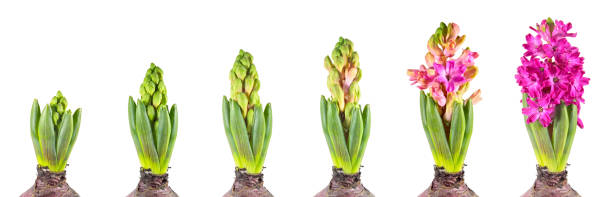 istock Hyacinth growth stage isolated on white background 887838356