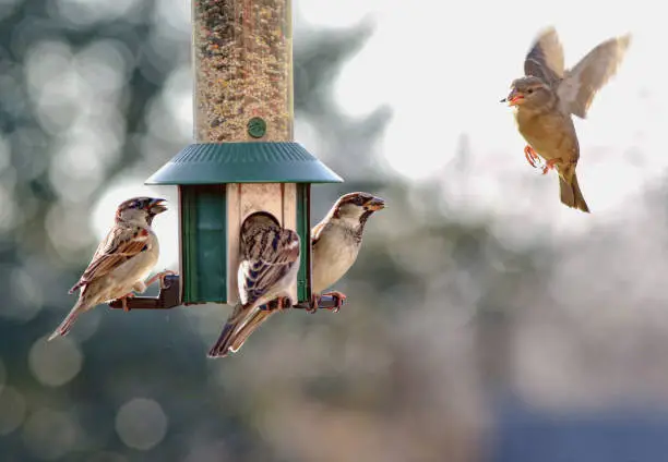 Sparrow about to descend onto a bird feeder.