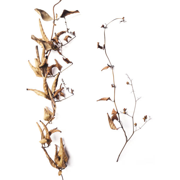 istock Dry branch with brown leave 887849686