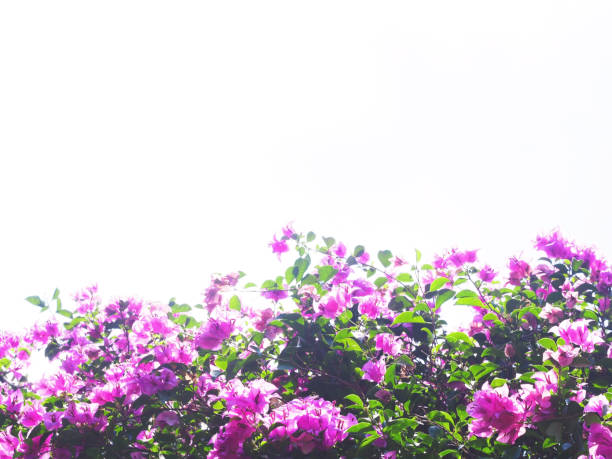 Pink Bougainvillea flower on white background for summer and spring time.