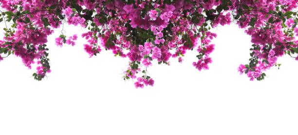 istock Pink Bougainvillea flower 887849716