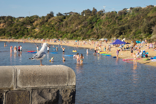A seagull looks in the direction of Half Moon Beach in Black Rock, Melbourne, crowded with beachgoers on a warm summer day.