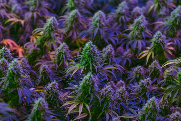 istock Colorful indoor medical marijuana plants 887855928