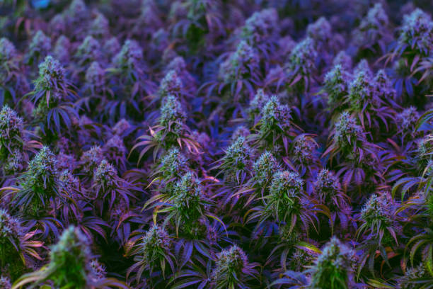Colorful purple indoor medical marijuana plants stock photo