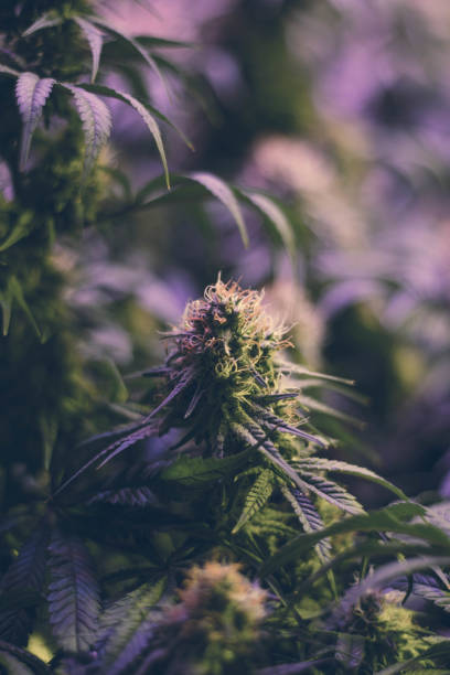 istock indoor medical marijuana plant flower (vertical orientation) 887855944
