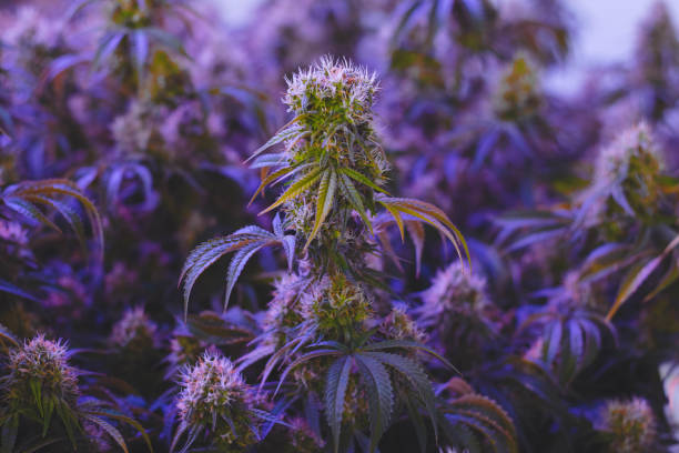 istock isolated medical marijuana plant under L.E.D. light 887855946