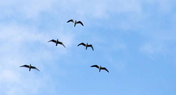 istock the birds fly south in the sky 887865374