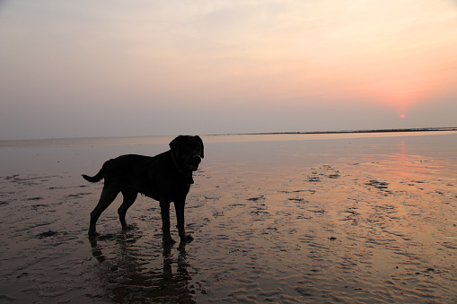Silhouette of Black labrador dog playing at the beach