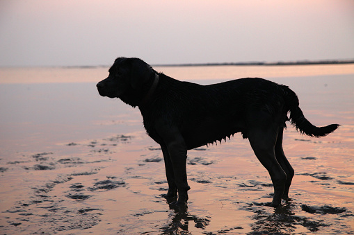 Silhouette of Black labrador dog playing at the beach