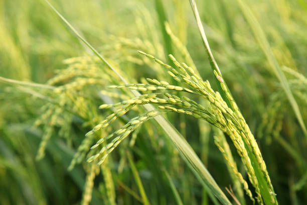 istock Young rice ears in the green field. 887891106